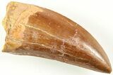 Serrated, Carcharodontosaurus Tooth - Real Dinosaur Tooth #206994-1